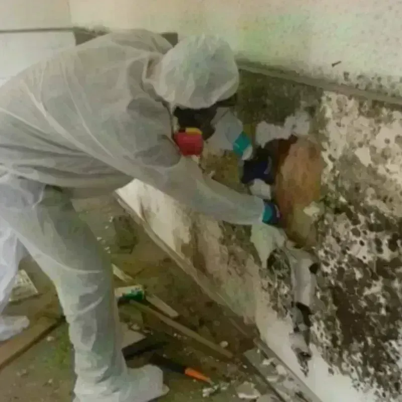 Mold Remediation and Removal in Grayson County, VA